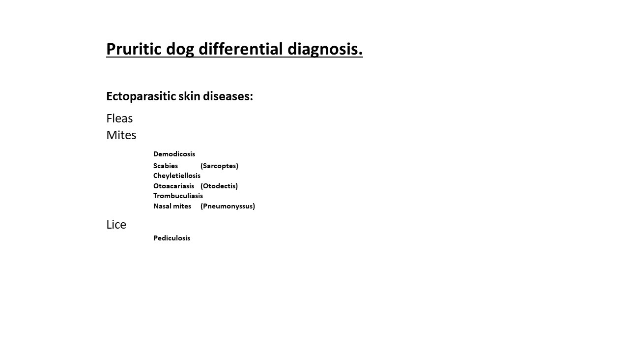 Pruritic_Dog_Webinar_Slide_02.jpg